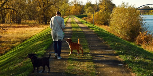 Aktiv im Tierschutz - Gassi gehen