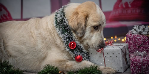 Aktiv im Tierschutz - Weihnachten im Schuhkarton