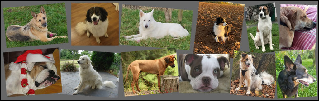 Dein Hund. Dein Leben. Deine Geschichte.