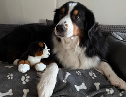 Bommel