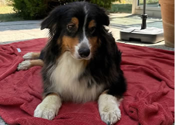 Ella Vermehrer Hund